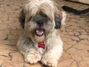 Cachorro raça SRD  idade  nome Floquinho