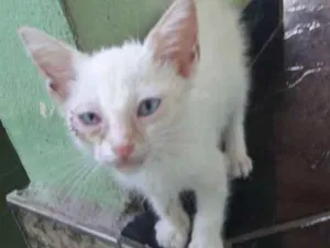 Gato raça N sei idade Abaixo de 2 meses nome Neném 