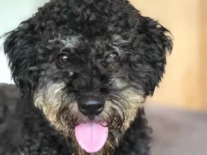 Cachorro raça SRD idade  nome Milan