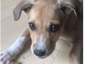 Cachorro raça Vira lata idade 2 a 6 meses nome Sem nome