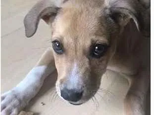 Cachorro ra a Vira lata idade 2 a 6 meses nome Sem nome