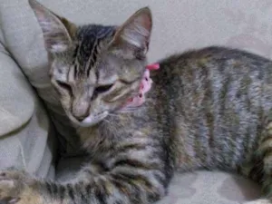 Gato raça Sem raça idade 2 a 6 meses nome Sem nome