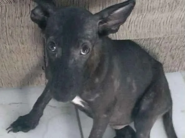 Cachorro raça Vira lata idade 7 a 11 meses nome Kiko