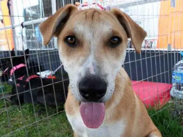 Cachorro ra a SRD idade 2 a 6 meses nome Doni