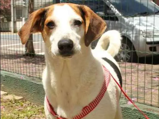 Cachorro ra a SRD idade 7 a 11 meses nome Loui