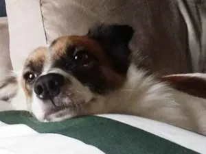 Cachorro raça SRD idade 3 anos nome BJORN