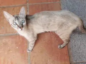 Gato raça Indefinida idade 3 anos nome Vesga