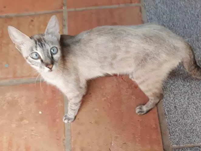 Gato ra a Indefinida idade 3 anos nome Vesga