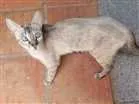 Gato raça Indefinida idade 3 anos nome Vesga