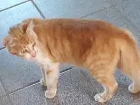 Gato ra a Indefinida idade 4 anos nome  lola