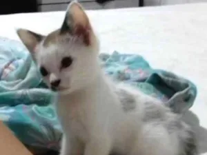 Gato raça Nao sei idade Abaixo de 2 meses nome Nao tem