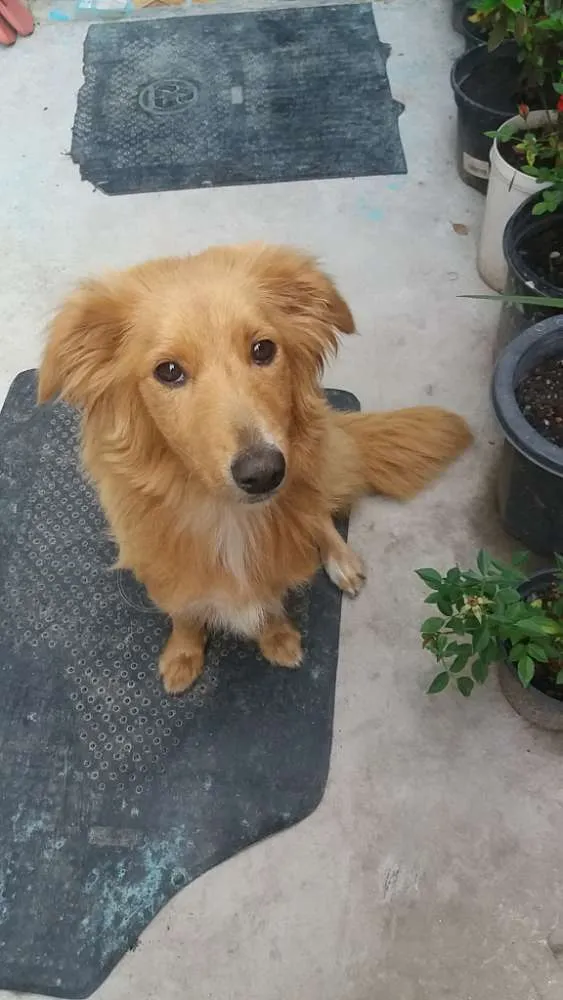 Cachorro ra a Não sei  idade 4 anos nome Meg