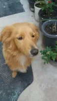 Meg