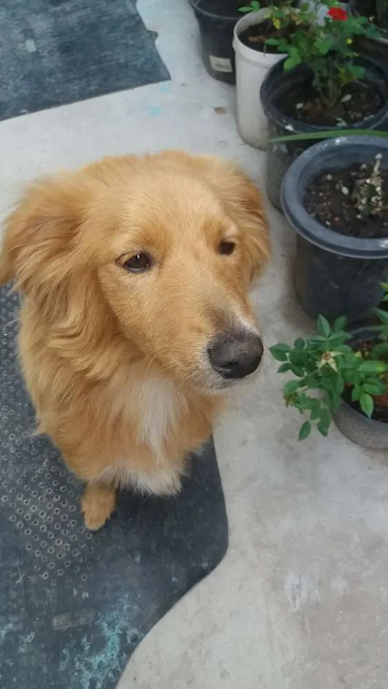 Cachorro ra a Não sei  idade 4 anos nome Meg