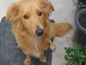 Cachorro raça Não sei  idade 4 anos nome Meg