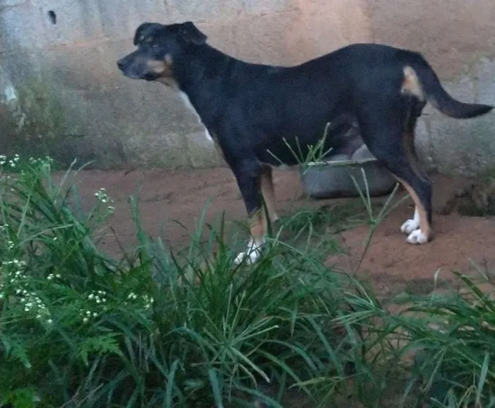 Cachorro ra a sdr idade 2 anos nome sem nome