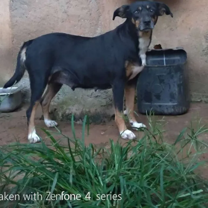 Cachorro ra a sdr idade 2 anos nome sem nome