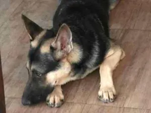 Cachorro raça Pastor Alemão idade 1 ano nome Jack