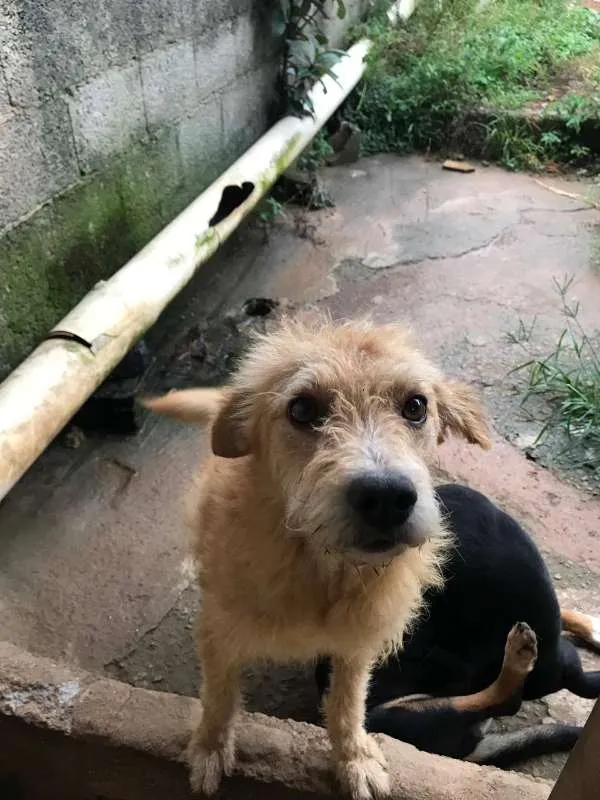 Cachorro ra a sdr idade 2 anos nome sem nome