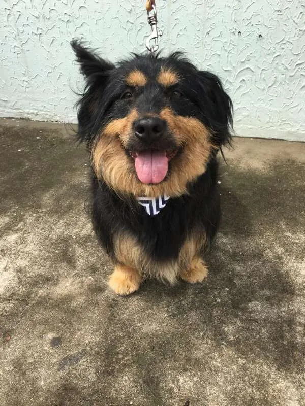 Cachorro ra a Poodle idade 5 anos nome Pelucio