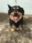 Pelucio