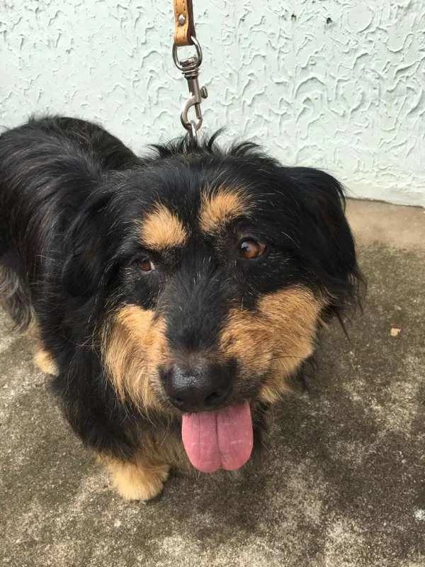 Cachorro ra a Poodle idade 5 anos nome Pelucio