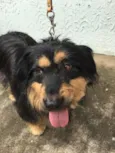Pelucio