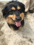 Pelucio