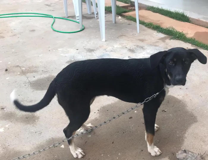 Cachorro ra a Rottweiler com Pastor Alemão idade 2 a 6 meses nome Lola