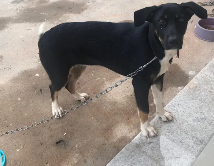 Cachorro ra a Rottweiler com Pastor Alemão idade 2 a 6 meses nome Lola