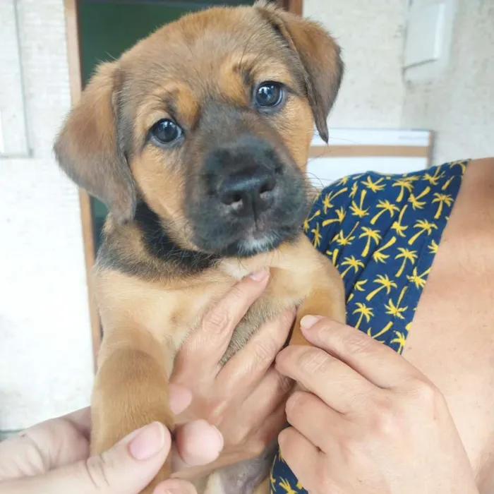 Cachorro ra a SRD  idade 2 a 6 meses nome Lorena
