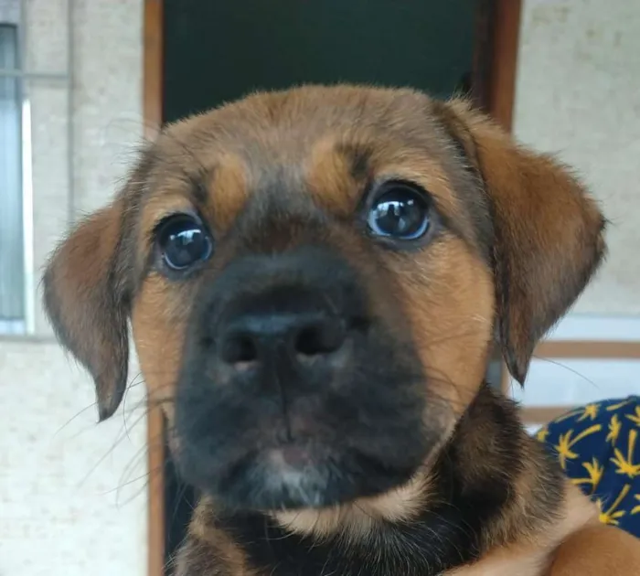 Cachorro ra a SRD  idade 2 a 6 meses nome Lorena
