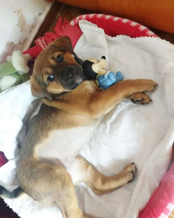 Cachorro ra a SRD  idade 2 a 6 meses nome Lorena