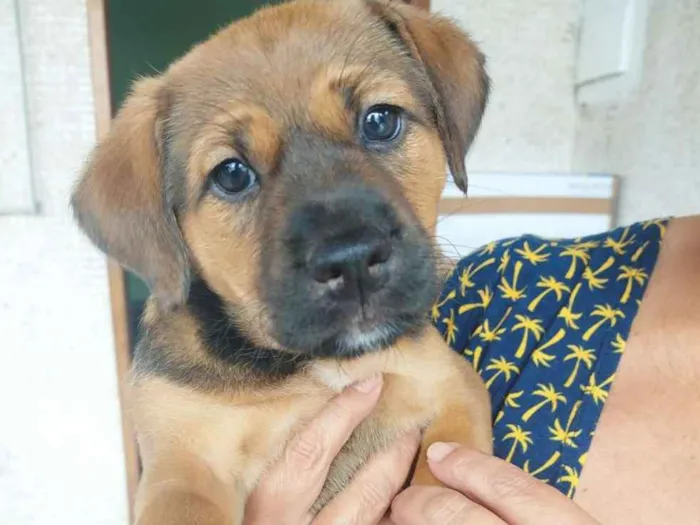 Cachorro ra a SRD  idade 2 a 6 meses nome Lorena