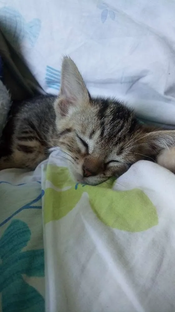 Gato ra a  idade Abaixo de 2 meses nome Sem nome