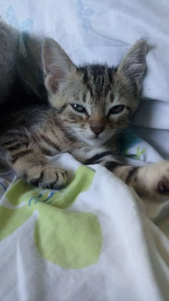 Gato ra a  idade Abaixo de 2 meses nome Sem nome