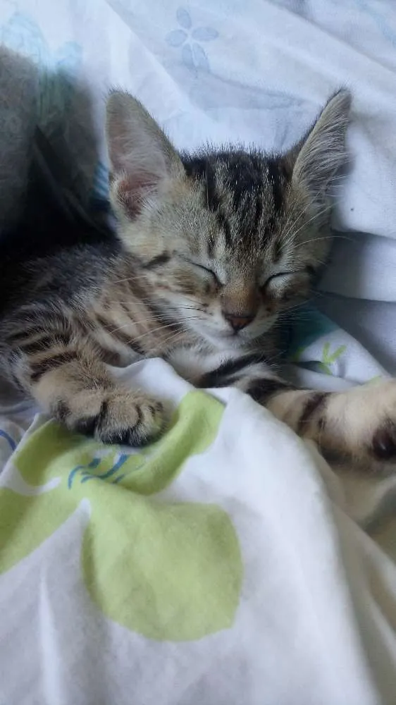 Gato ra a  idade Abaixo de 2 meses nome Sem nome
