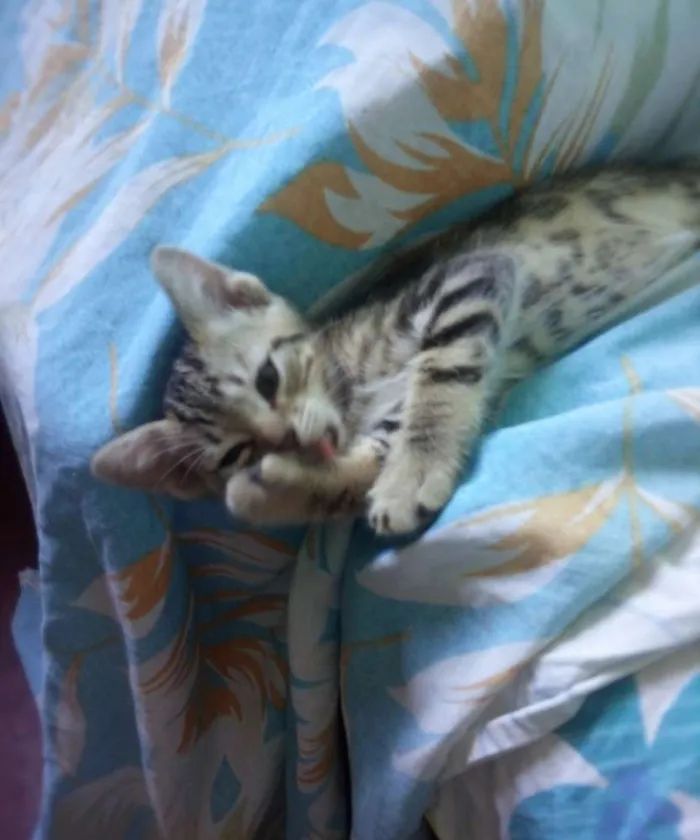 Gato ra a  idade Abaixo de 2 meses nome Sem nome