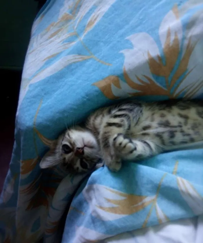 Gato ra a  idade Abaixo de 2 meses nome Sem nome