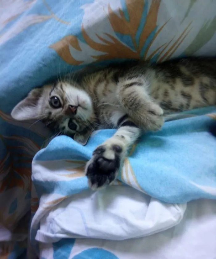 Gato ra a  idade Abaixo de 2 meses nome Sem nome