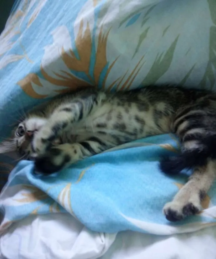 Gato ra a  idade Abaixo de 2 meses nome Sem nome