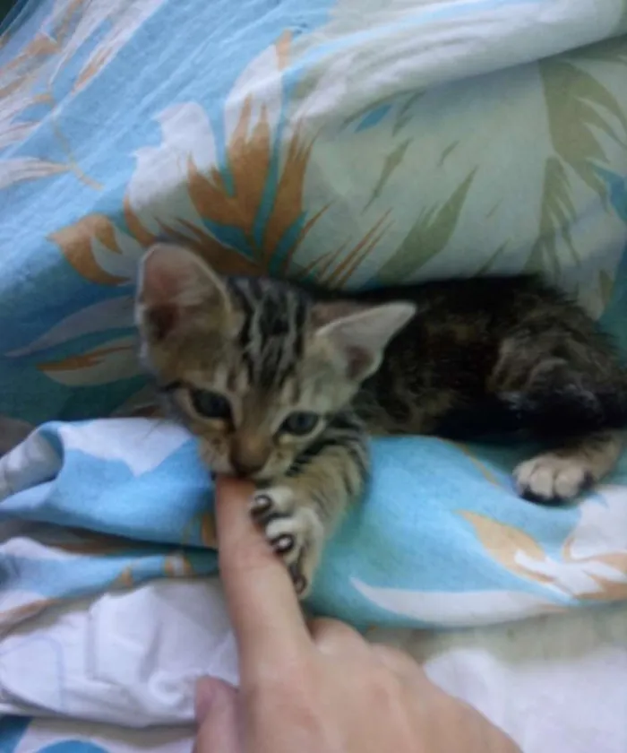 Gato ra a  idade Abaixo de 2 meses nome Sem nome
