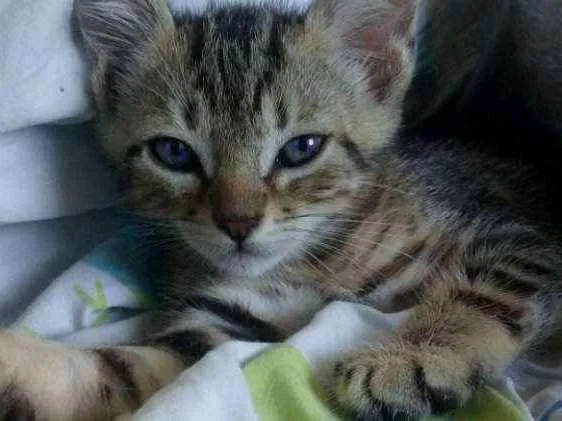Gato ra a  idade Abaixo de 2 meses nome Sem nome