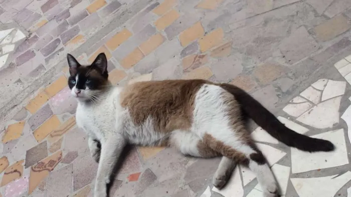Gato ra a Siamês idade 2 anos nome Bily
