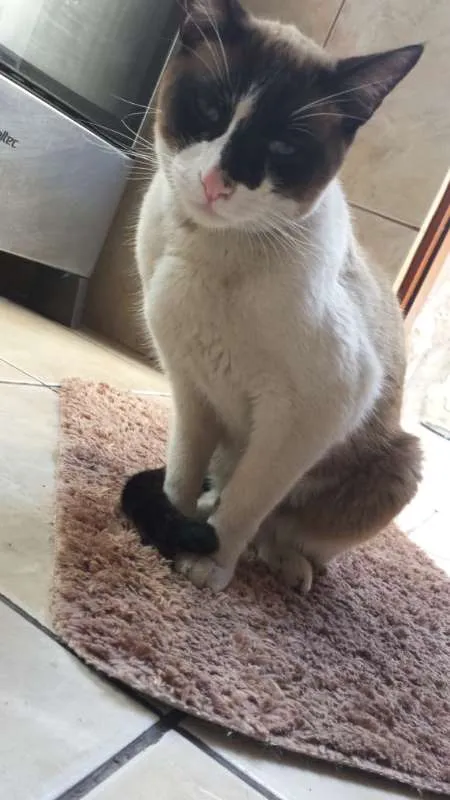 Gato ra a Siamês idade 2 anos nome Bily