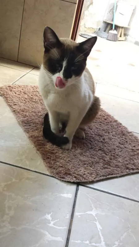 Gato ra a Siamês idade 2 anos nome Bily
