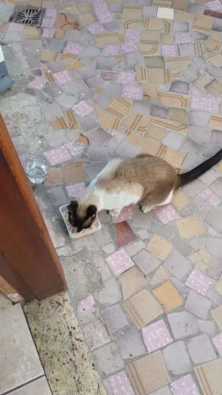 Gato ra a Siamês idade 2 anos nome Bily