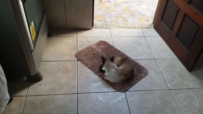 Gato ra a Siamês idade 2 anos nome Bily