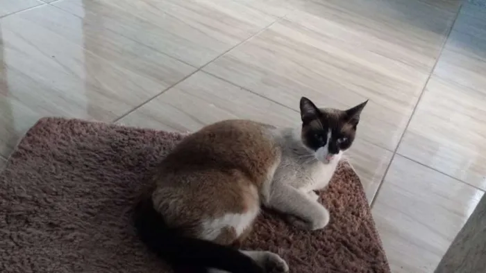Gato ra a Siamês idade 2 anos nome Bily