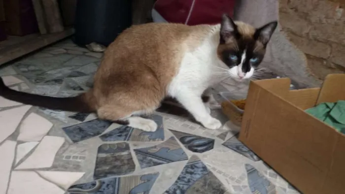 Gato ra a Siamês idade 2 anos nome Bily